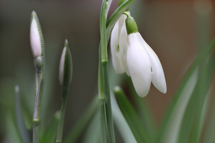 snowdrop-4925370_1920