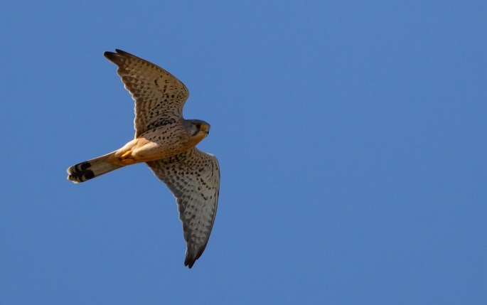 kestrel-4971725_1920